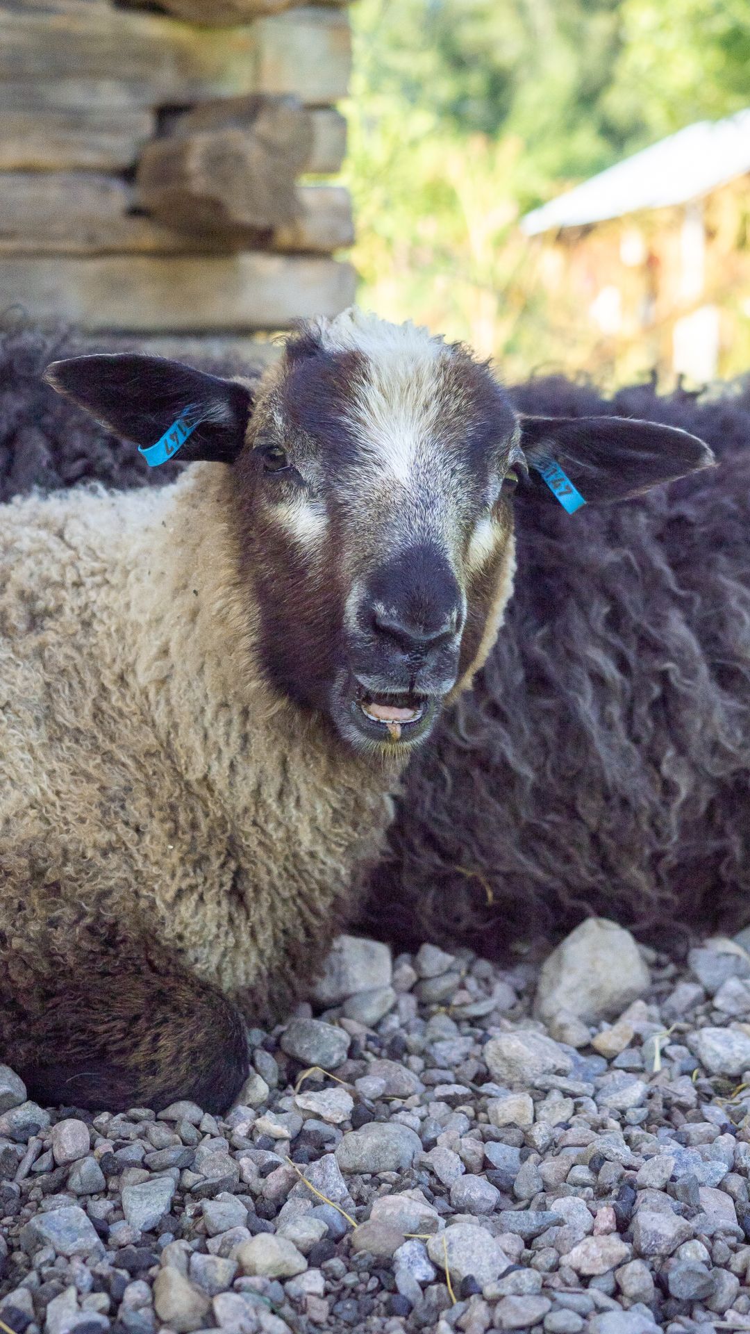 Lammas istuu maassa ja näyttää määkivän.